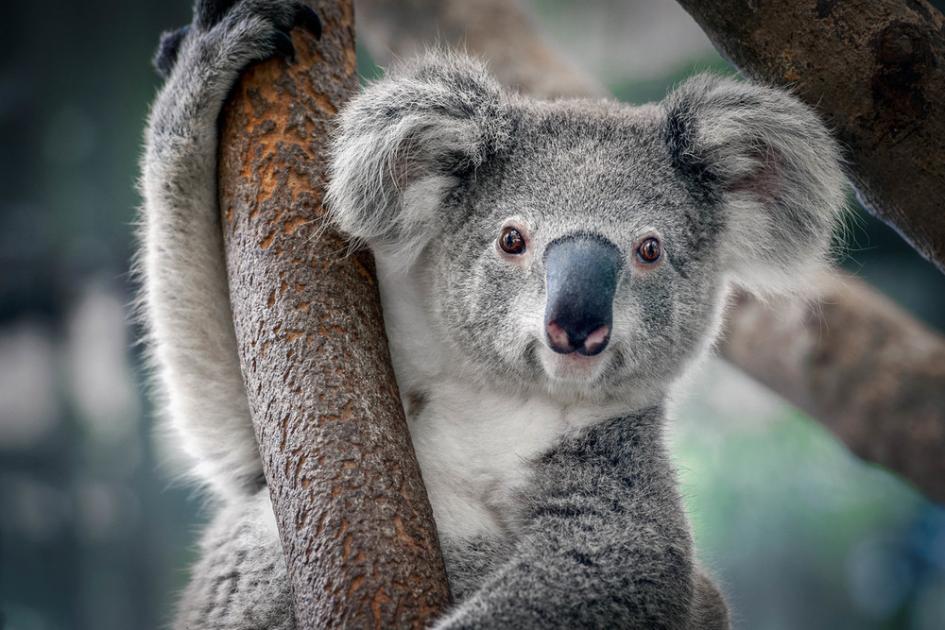 koala_img